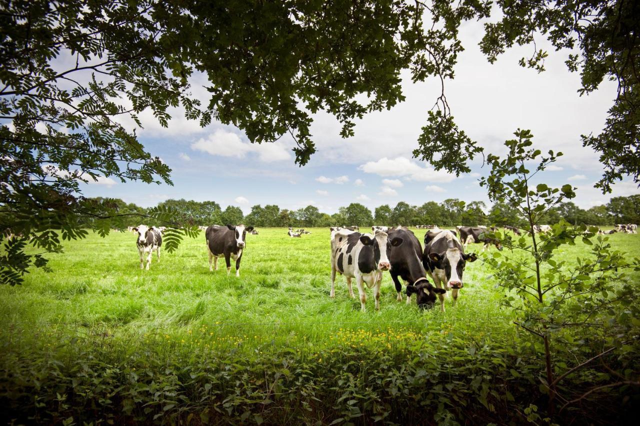 Countryside Eco Natuurhuisjes Ee Dış mekan fotoğraf