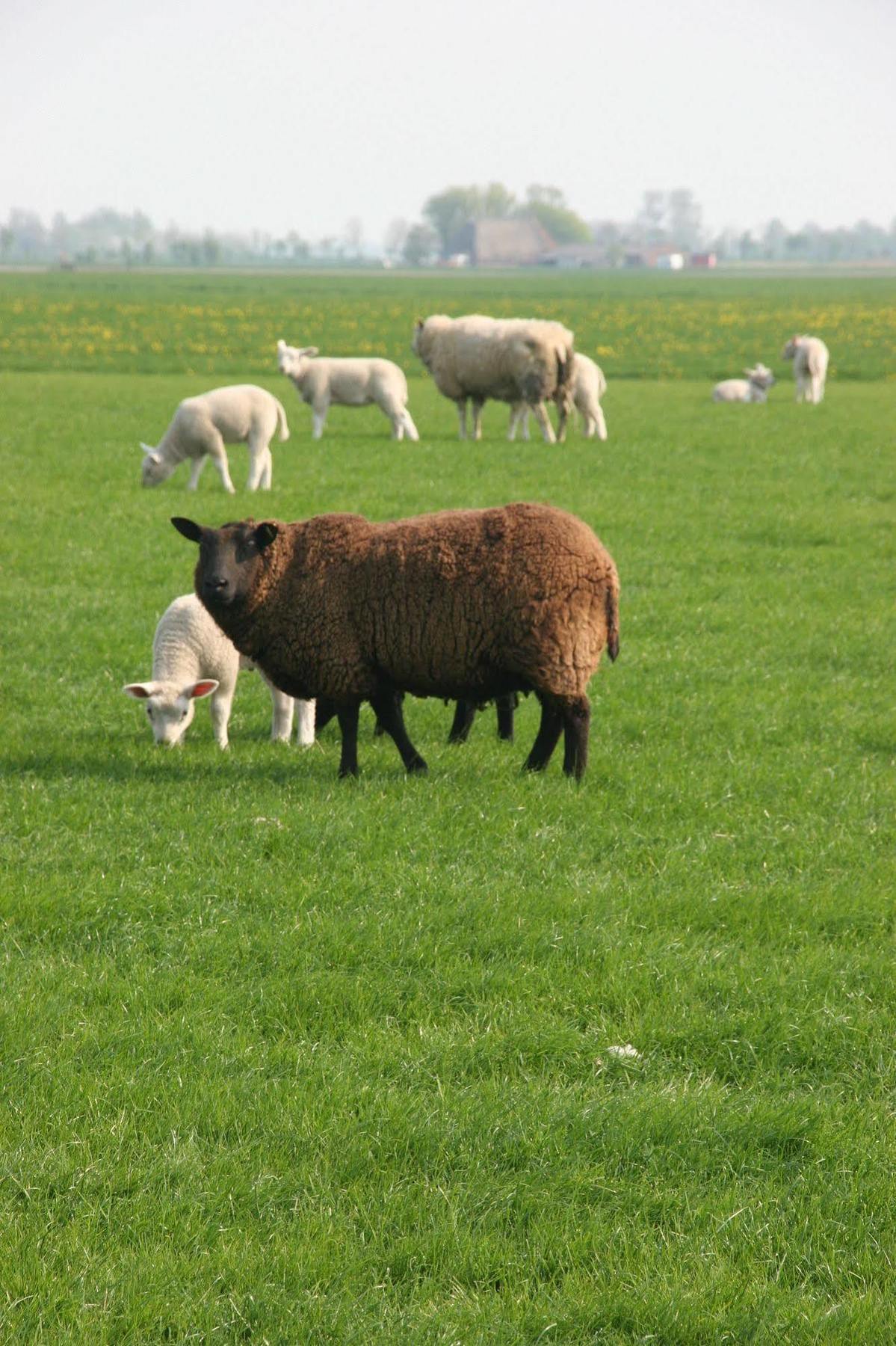Countryside Eco Natuurhuisjes Ee Dış mekan fotoğraf