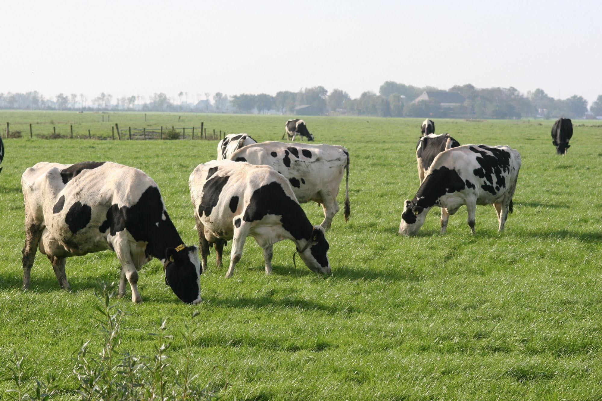 Countryside Eco Natuurhuisjes Ee Dış mekan fotoğraf